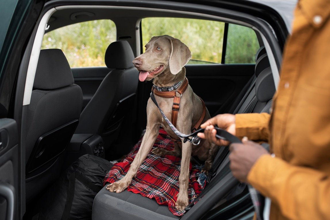 Pet Chauffeur Service